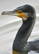 Great Cormorant