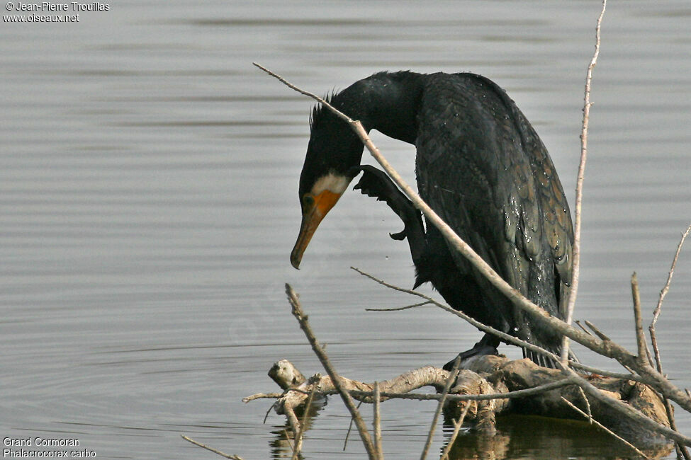 Great Cormorant