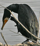 Great Cormorant