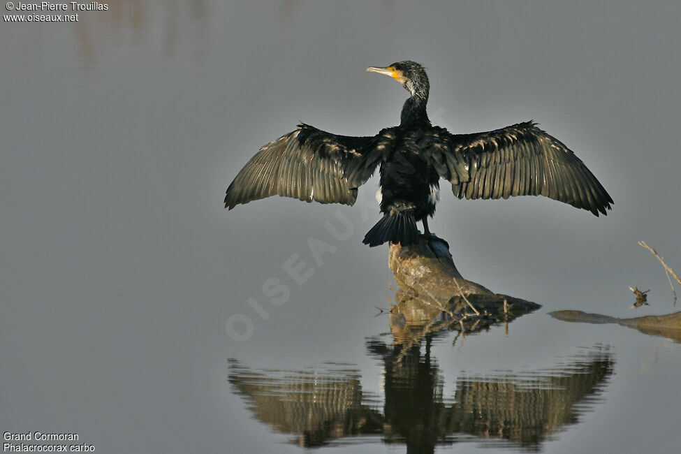 Great Cormorant