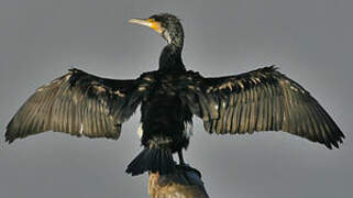 Great Cormorant