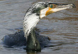 Great Cormorant