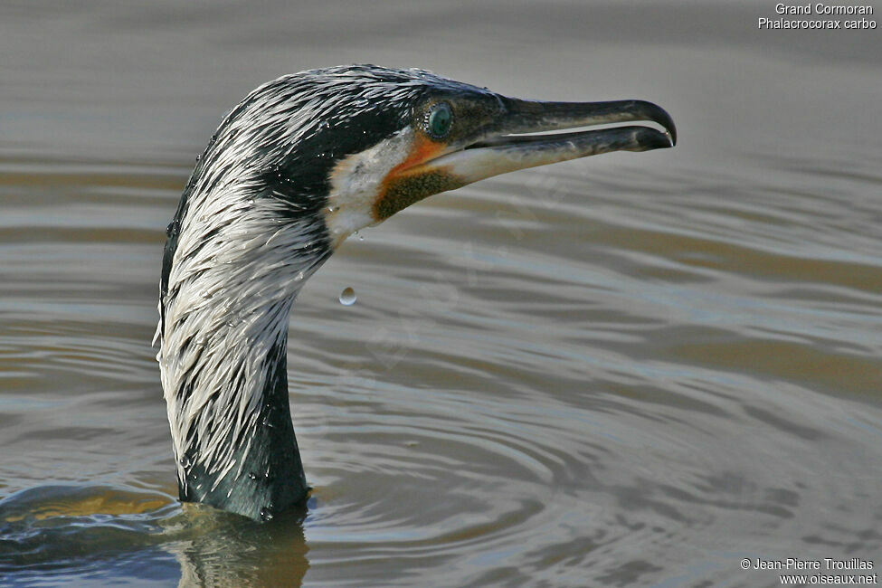 Great Cormorant