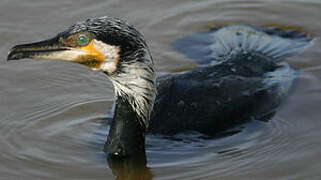 Great Cormorant