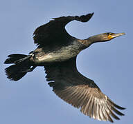 Great Cormorant