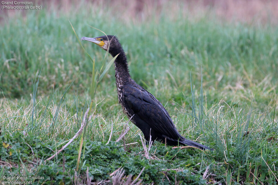 Great Cormorant