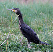 Great Cormorant