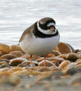 Common Ringed Plover