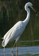 Grande Aigrette