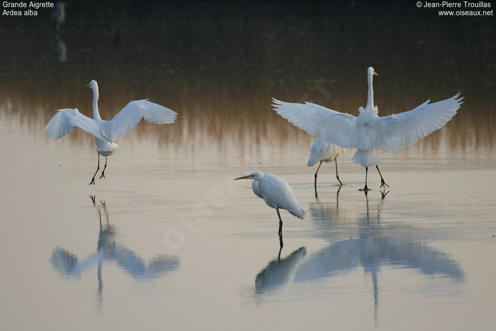 Great Egret