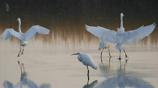 Grande Aigrette