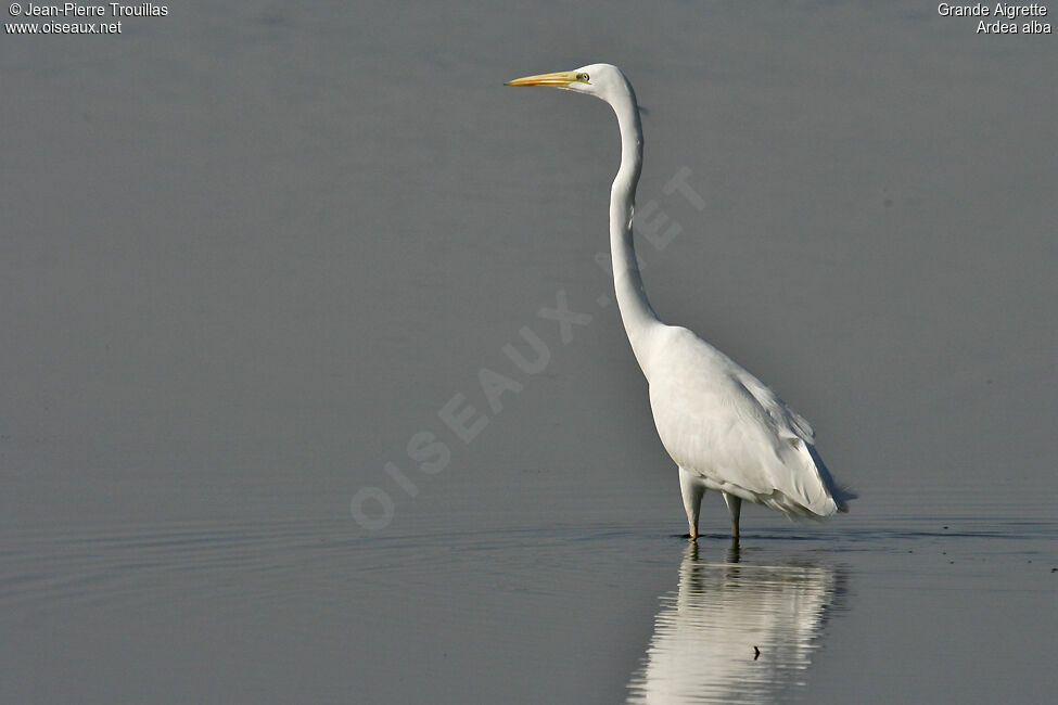 Grande Aigrette