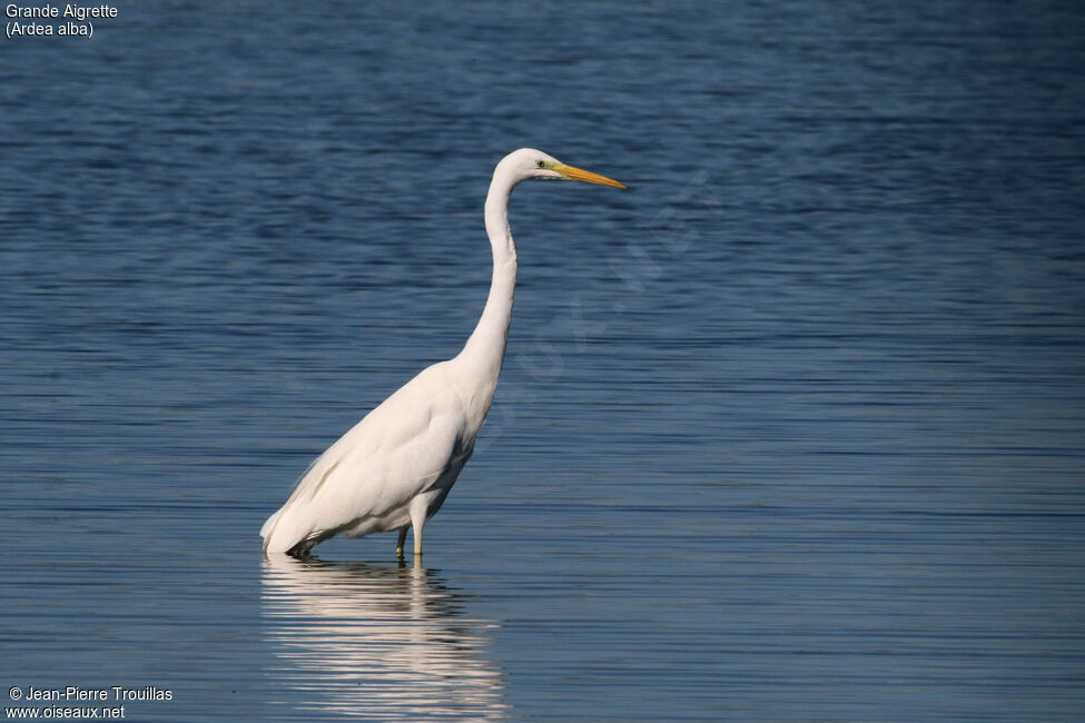 Grande Aigrette