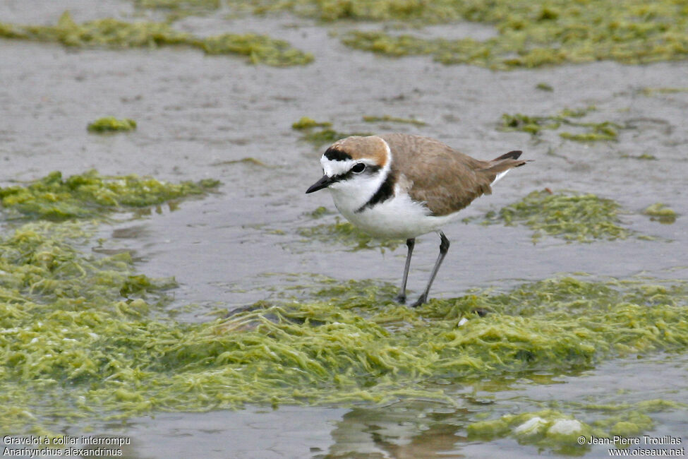 Kentish Plover