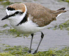 Kentish Plover