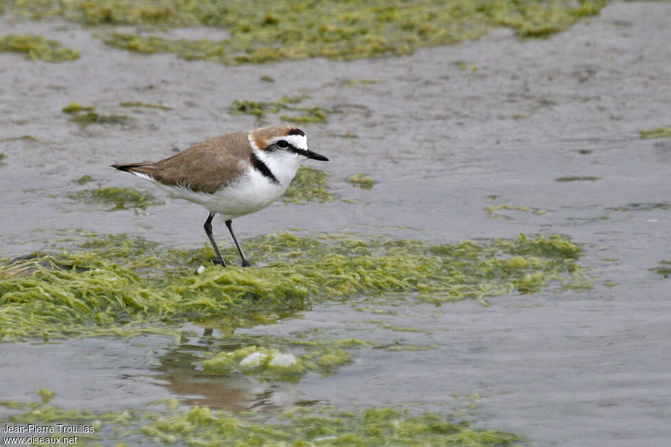 Gravelot à collier interrompu mâle, habitat