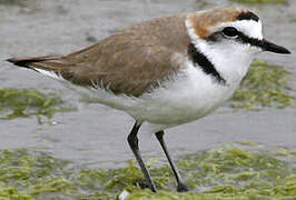 Kentish Plover