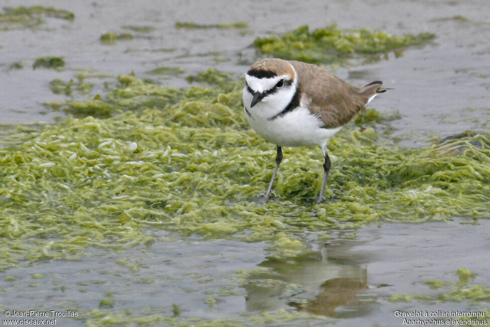 Kentish Plover