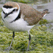 Kentish Plover