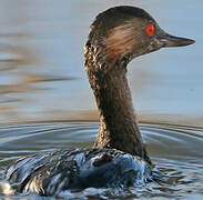 Black-necked Grebe