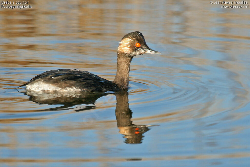 Black-necked Grebe