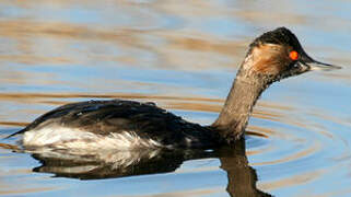 Black-necked Grebe