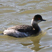 Black-necked Grebe