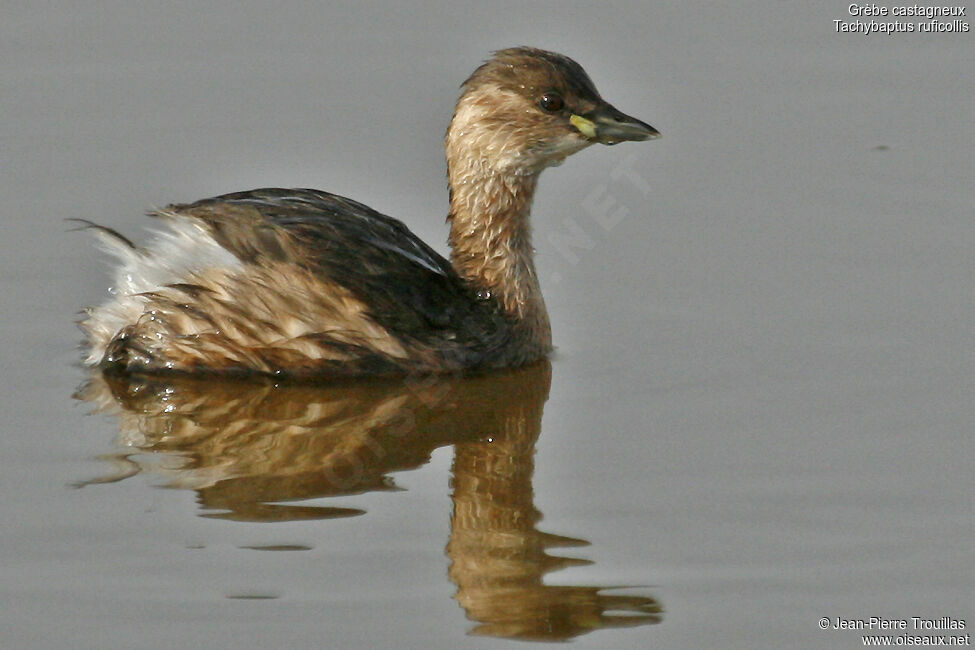 Little Grebe