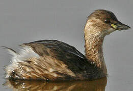 Little Grebe