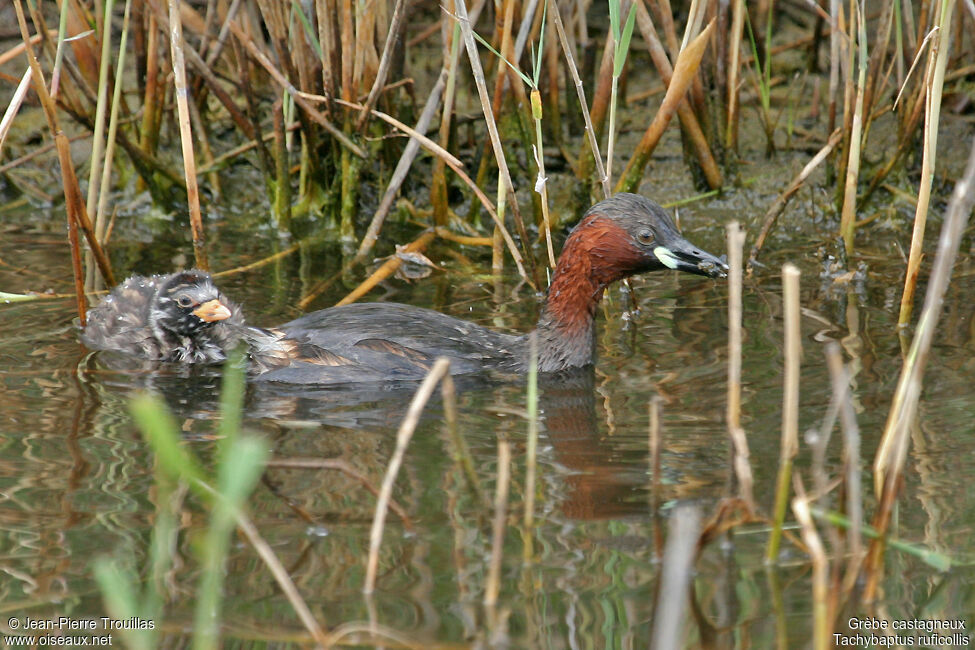 Little Grebe