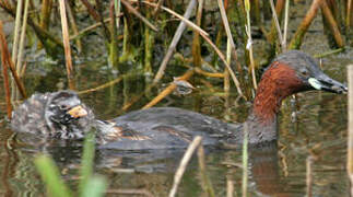 Little Grebe