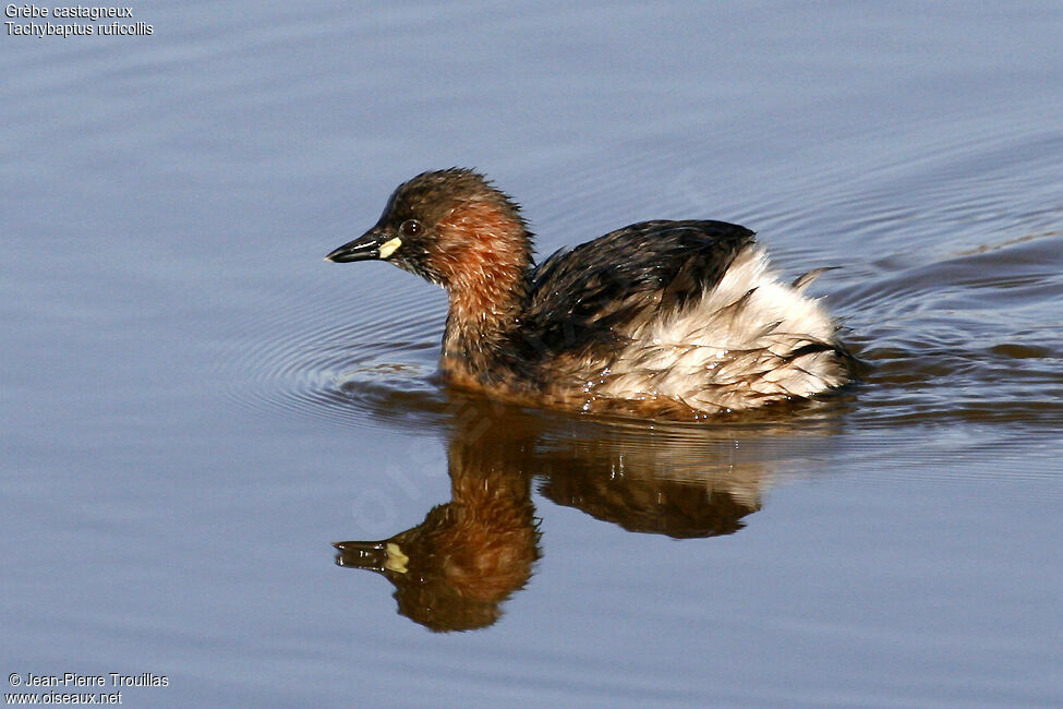 Little Grebe