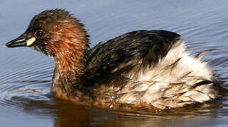 Little Grebe