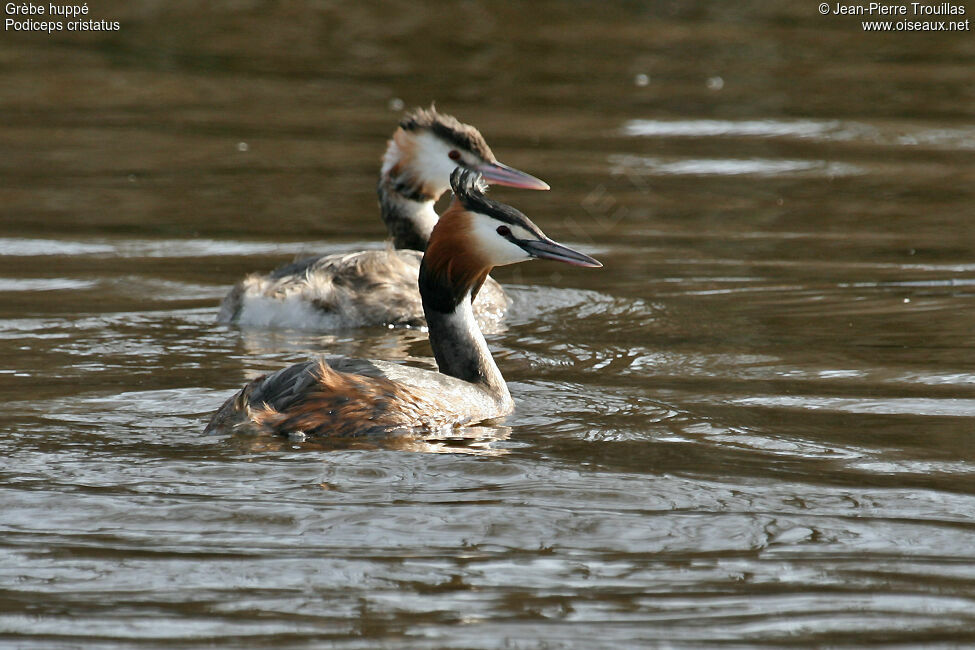 Great Crested Grebe