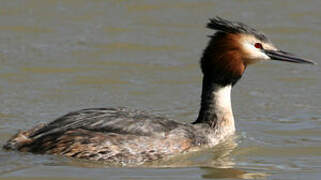 Great Crested Grebe