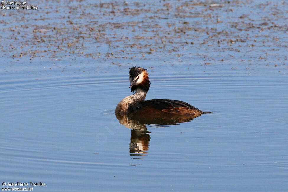 Great Crested Grebe