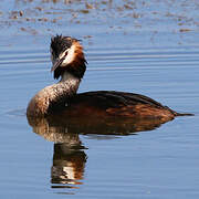 Great Crested Grebe