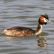 Great Crested Grebe