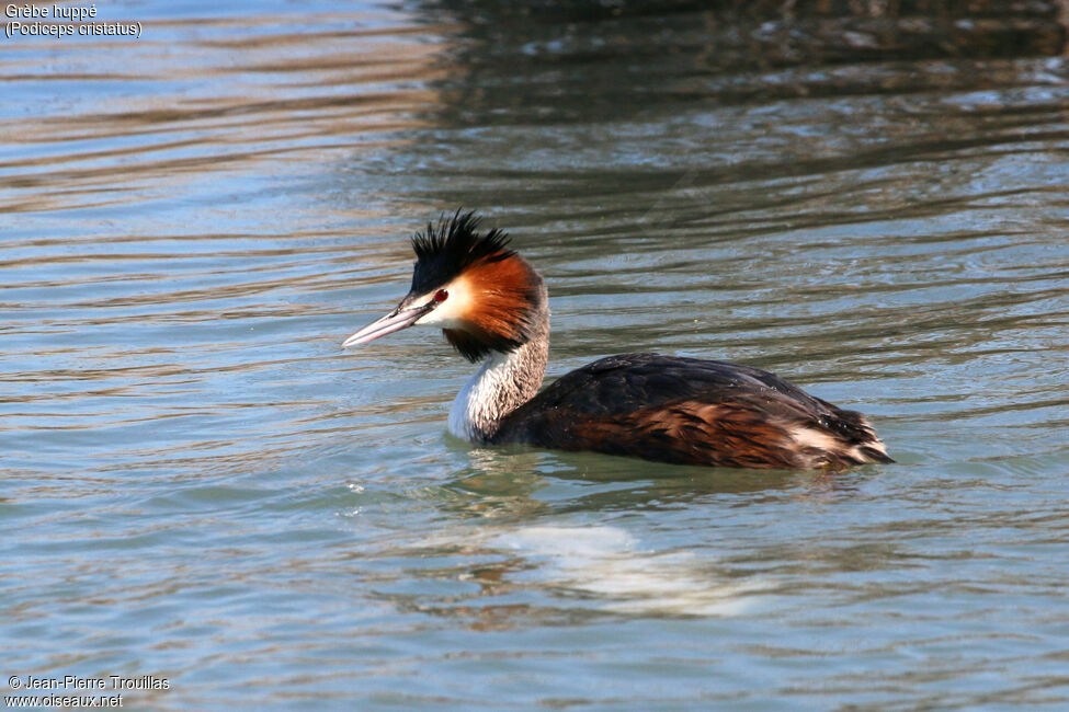 Great Crested Grebe