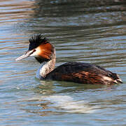 Great Crested Grebe