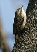 Short-toed Treecreeper