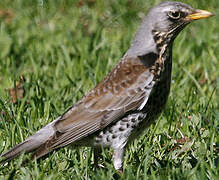 Fieldfare