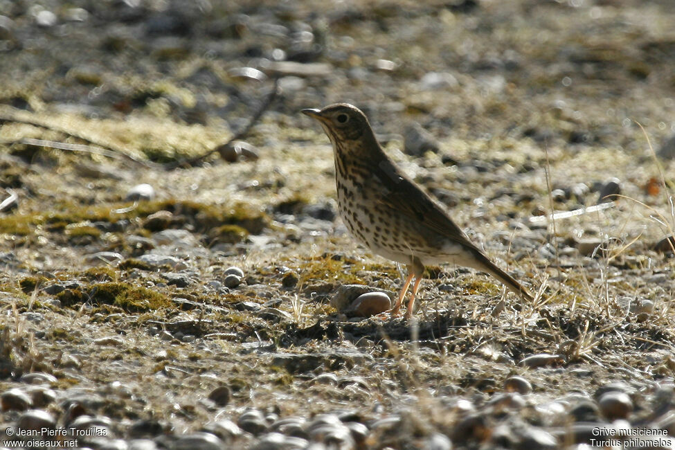 Song Thrush