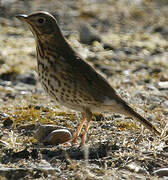 Song Thrush