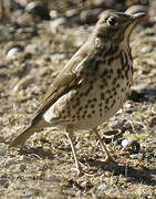 Song Thrush