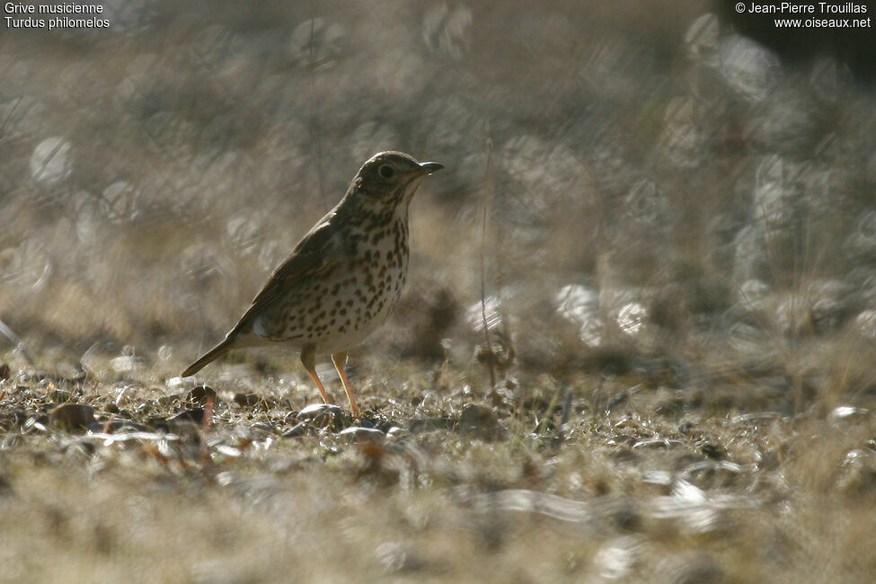 Song Thrush