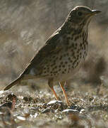 Song Thrush