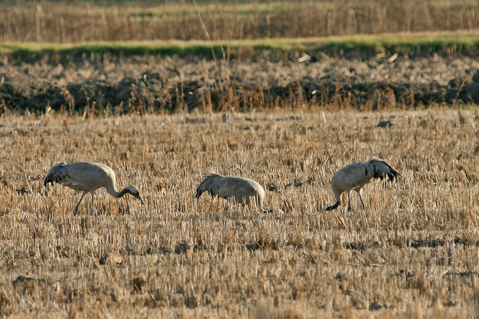 Grue cendrée