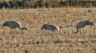 Common Crane