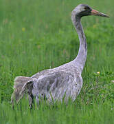 Common Crane